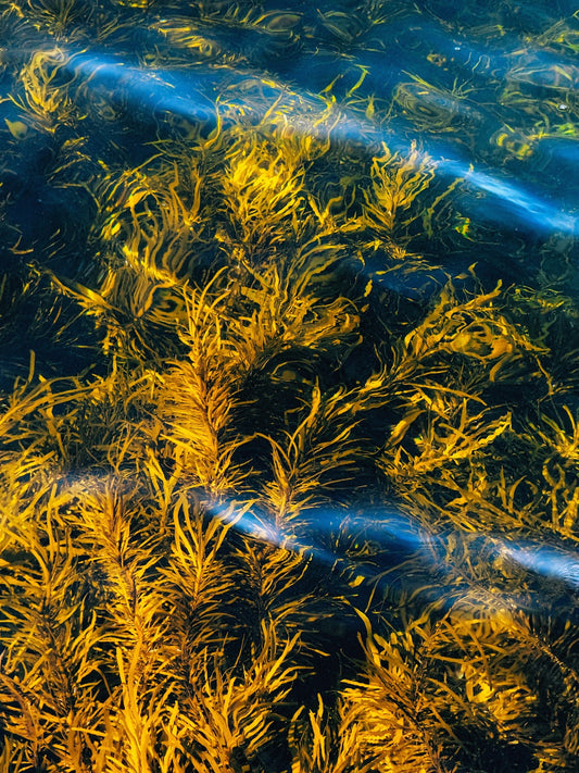 Omega Fatty Acids - The Lipid Replenishers