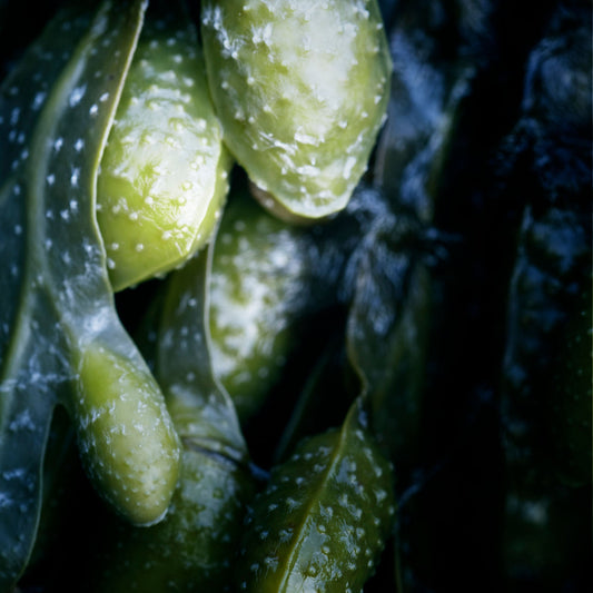 Blog post on hyaluronic acid and seaweed production