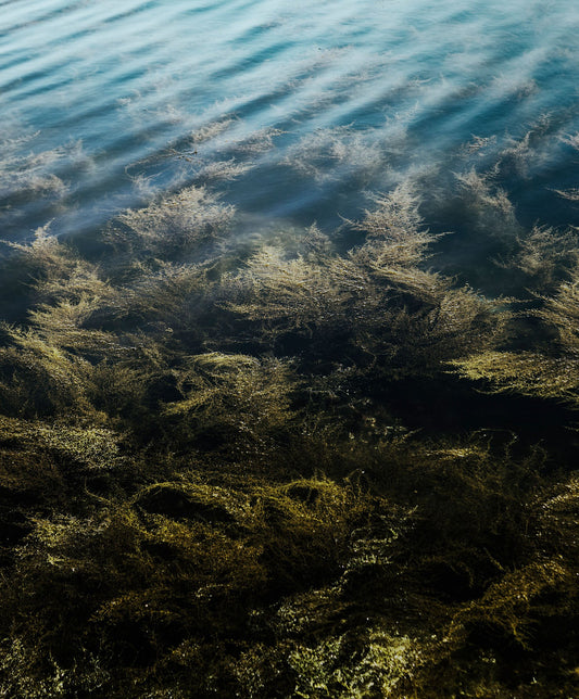 Experience the Benefits of Our Seaweed and Sea Salt Bath Ritual