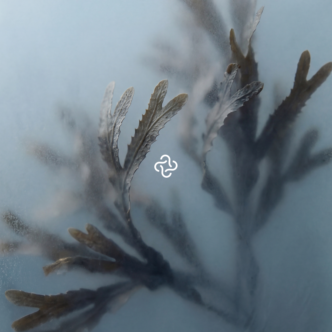 Organic Seaweed Exfoliating Soap